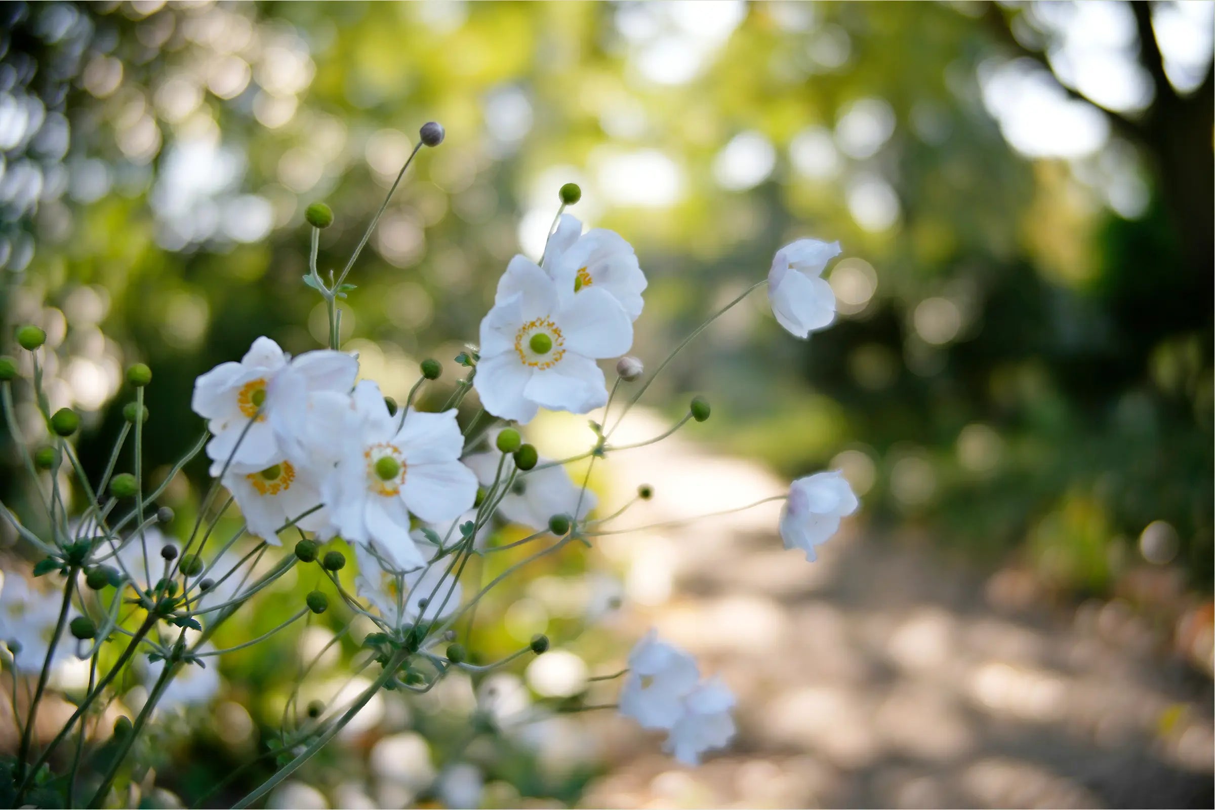 TTArtisan 35mm T2.1 Dual Bokeh Cine Lens